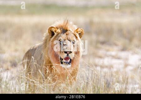 Lion (Panthera leo), lion masculin debout sur herbe sèche, vue de face, Namibie, Parc national d'Etosha Banque D'Images