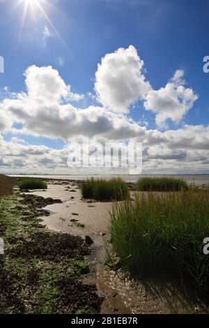 Marée basse à Westerschelde, Pays-Bas, Zélande, Zuid-Beveland Banque D'Images