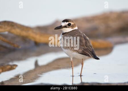 Le pluvier de Wilson (Charadrius wilsonia), dans l'eau, au Mexique Banque D'Images