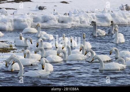 Cygnus cygnus (Cygnus cygnus), Whooper swans on Edge pack-ICE, Japon, Hokkaido Banque D'Images