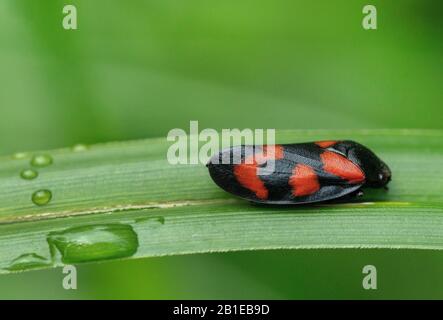 Grenouille rouge et noire (Cercolis vulerata, Cercolis sanguinea), sur une feuille, Allemagne, Bavière, Murnauer Moos Banque D'Images