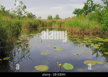 Paysage Au Parc National Weerribben-Wieden, Pays-Bas, Overijssel, Parc National Weerribben-Wieden Banque D'Images