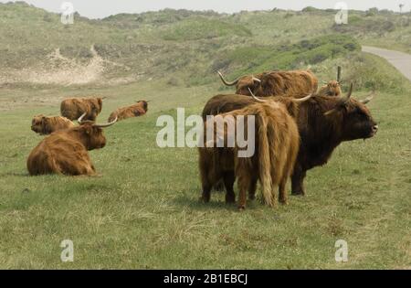 Scottish Highland Cattle, Kyloe, Highland cow, Heelan coo (Bos primigenius F. taurus), Highland Cattle à Zuid-Kennemerland, Pays-Bas Banque D'Images