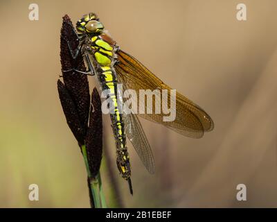 Libellule, libellule, libellule, Hairy Hawker, Spring Hawker (Brachytron pratense, Brachytron hafniense), femme, Pays-Bas, Overijssel Banque D'Images