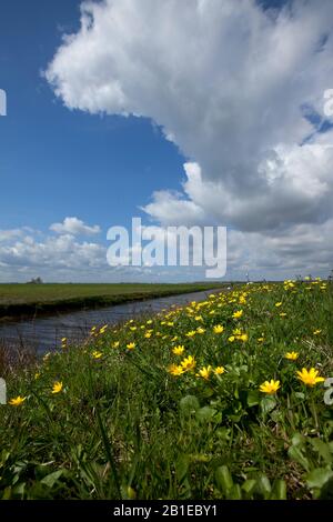 Moindre celandine, figurine-tasse à beurre (Ranunculus ficaria, Ficaria verna), Floraison Lesser celandine près d'un fossé, Pays-Bas, Arkemheense polder, Banque D'Images