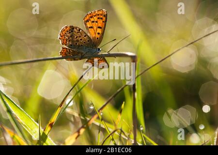 Cuivre sooty (Heodes tityrus, Loweia tityrus, Loweia tityrus, Lycaena tityrus), femme, Pays-Bas, Frise, Delleboersterheide Banque D'Images