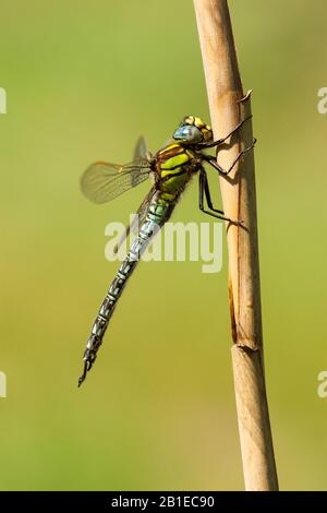 Libellule, libellule, libellule, Hairy Hawker, Spring Hawker (Brachytron pratense, Brachytron hafniense), homme, Pays-Bas, Noord-Brabant Banque D'Images