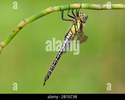 Libellule, libellule, libellule, Hairy Hawker, Spring Hawker (Brachytron pratense, Brachytron hafniense), homme à un horseille, Pays-Bas, Frise, Delleboersterheide Banque D'Images