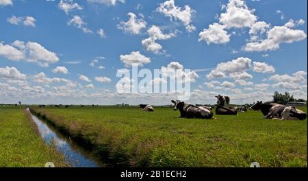 Bovins domestiques (Bos primigenius F. taurus), Meadow with vaches, Pays-Bas Banque D'Images