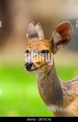 Bushbuck, antilope maîtrisée (Tragelaphus scriptus), portrait d'une femelle, Afrique du Sud, Mpumalanga, Parc national Kruger Banque D'Images