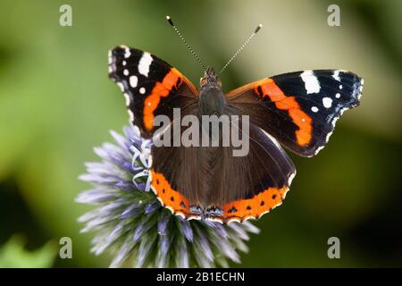 L'amiral rouge (Vanessa atalanta, Pyrameis atalanta) se trouve sur un chardon de globe, aux Pays-Bas Banque D'Images