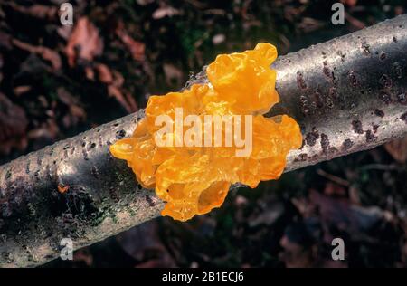 Cerveau jaune, champignon de gelée dorée, tremble jaune, beurre de sorcières (Tremella mesenterica, Tremella lutescens), sur une branche, Allemagne, Bavière, Murnauer Moos Banque D'Images