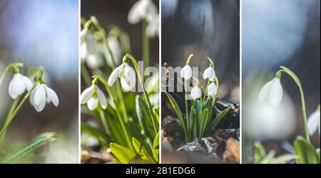 Vue sur le collage des fleurs printanières dans la forêt. Chute de neige blanche en fleurs pliée ou Galanthus plicatus sur le fond de la forêt. Jour de printemps, tir de tas, c Banque D'Images