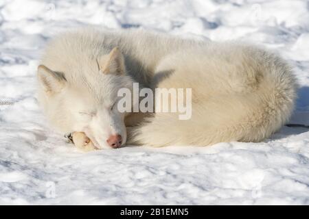 Portrait du chien husky allongé dans la neige, se détendre dormir avant le championnat de sport d'hiver Kamchatka traditionnel chien traîneau course Beringia Banque D'Images