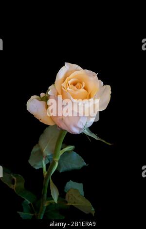 blanc jaune vert rose fleur macro, fond noir, couleur fine art toujours la vie d'une seule fleur isolée, texture détaillée Banque D'Images