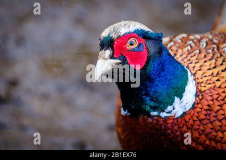 Faisan mâle (Phasianus colchicus) dans le Sud Lanarkshire, Écosse Banque D'Images