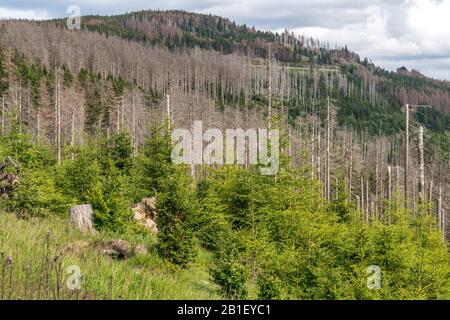 Burch den Borkenkäfer abgestorbener Fichtenwald im Nationalpark Harz bei Braunlage, Niedersachsen, Deutschland | Forêt de pins abîmée par les coléoptères de Bark Banque D'Images