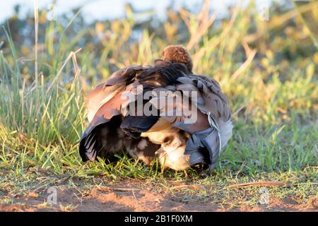 La famille des oies égyptiennes (Alopochen aegyptiaca), poussin se cachant sous la mère, Parc national Kruger, Afrique du Sud, Banque D'Images