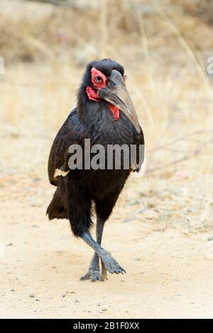 Le charme du sud (Bucorvus leadbeateri) marche sur la savane, le parc national Kruger, Afrique du Sud.