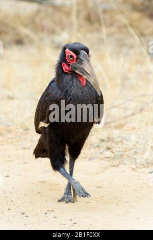 Le charme du sud (Bucorvus leadbeateri) marche sur la savane, le parc national Kruger, Afrique du Sud. Banque D'Images