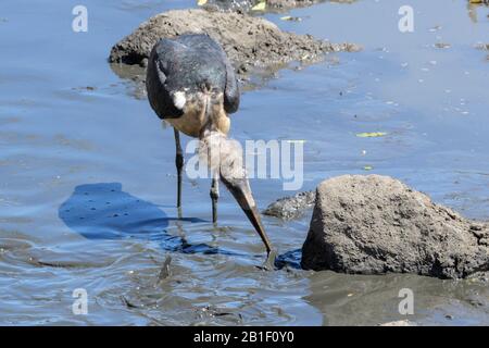 Marabou stork (Leptoptilos crumeniferus) attrape des poissons-chat dans la boue, parc national Kruger, Afrique du Sud. Banque D'Images