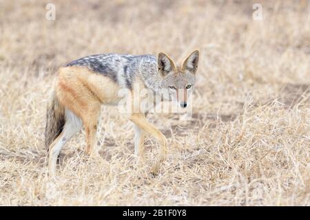 Jackal à dos noir (Canis mesomelas) debout sur savane, regardant la caméra, Kruger National Park, Afrique du Sud. Banque D'Images