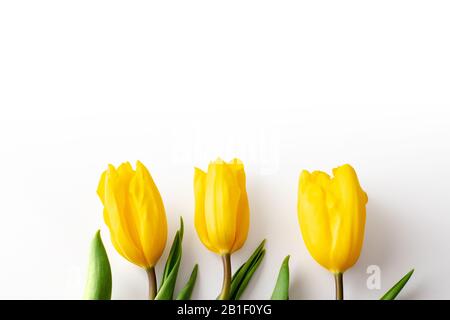 Trois bourgeons de tulipes jaunes se trouvent exactement sur le fond blanc.vue du dessus. Gros plan. Copier la spase Banque D'Images