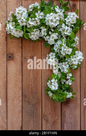 Gros plan photo de Belles branches de poire à Fleurs blanches . Mariage, engagement ou concept betrothal sur fond en bois. Vue de dessus, voiture de la plus haute Banque D'Images