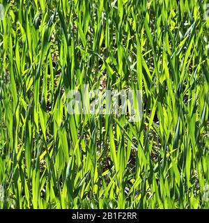 Texture d'herbe transparente et réaliste avec une résolution élevée de plus de 6 mégapixels Banque D'Images