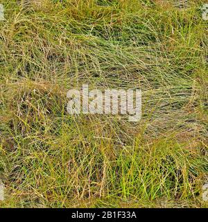 Texture d'herbe transparente et réaliste avec une résolution élevée de plus de 6 mégapixels Banque D'Images