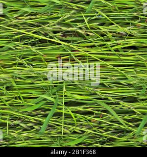 Texture d'herbe transparente et réaliste avec une résolution élevée de plus de 6 mégapixels Banque D'Images