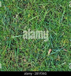 Texture d'herbe transparente et réaliste avec une résolution élevée de plus de 6 mégapixels Banque D'Images