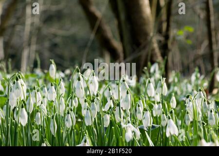 Chutes de neige en hiver à Plantation and Bluebell Field En Montée, Weston-super-Mare, Somerset Nord, Angleterre. Banque D'Images