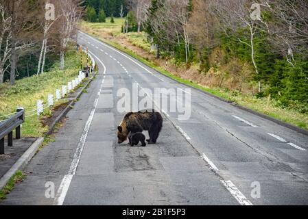 L'ours brun de mère avec l'ours de bébé marche sur l'autoroute Banque D'Images