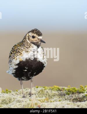 Un amoureux doré (Pluvialis Apricaria) sur un affleurement rocheux et mossy pris à Borgarnes, Islande pendant l'été. Banque D'Images