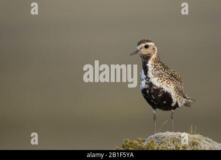 Un amoureux doré (Pluvialis Apricaria) sur un affleurement rocheux et mossy pris à Borgarnes, Islande pendant l'été. Banque D'Images