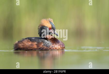 Une Grèbe slave (Podiceps Auritus) dans le plumage de reproduction, sur un petit étang en Islande, en Europe, isolaté de l'arrière-plan. Banque D'Images