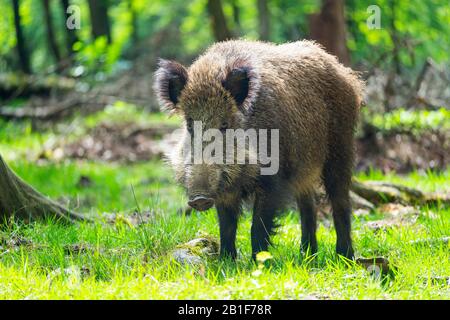 Le sanglier (Sus scrofa), Bache, captive, Allemagne Banque D'Images