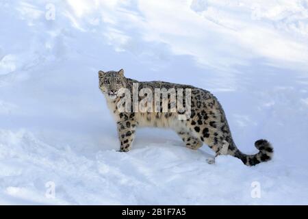 Léopard des neiges (Panthera uncia), adulte, en hiver, captif, dans la neige, l'impasse, Montana, Amérique du Nord, États-Unis Banque D'Images