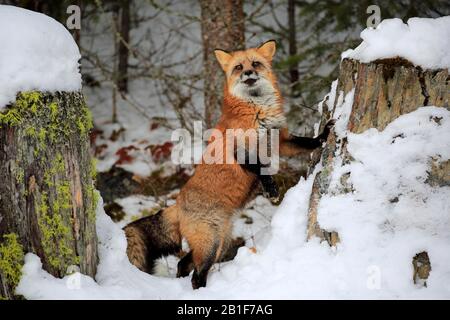 Renard rouge américain, (Vulpes fulva), adulte, en hiver, dans la neige, la nourriture, Montana, Amérique du Nord, États-Unis Banque D'Images