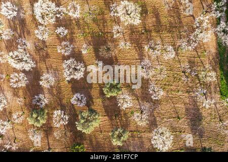 Fleurs d'amandes, amandiers fleuris et oliviers de dessus, près de Selva, région de Raiguer, vue aérienne, Majorque, Iles Baléares, Espagne Banque D'Images