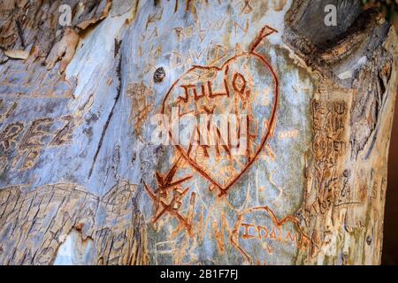 Inscription coeur d'amour, initiales et messages d'amour sculptés dans l'écorce d'un arbre à Gran canaria Espagne Banque D'Images