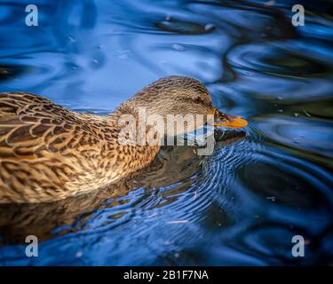 Une femme Mallard (Anas platyrhynchos) nage dans un étang de Franklin Canyon, Los Angeles, CA. Banque D'Images