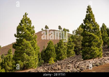 Îles Canaries pins (Pinus canariensis) sur un champ de lave, la Palma, îles Canaries, Espagne Banque D'Images