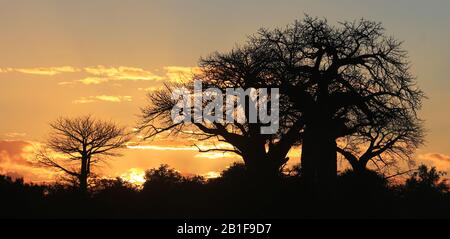 Des Baobabs africains époustouflants Banque D'Images