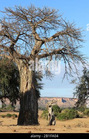 Des Baobabs africains époustouflants Banque D'Images