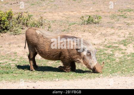 Warthog commun (Phacochoerus africanus) pacage sur les genoux dans la savane herbeuse Addo Elephant National Park, Cap oriental, Afrique du Sud Banque D'Images