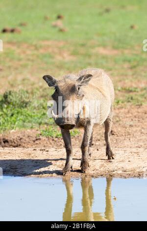 Common Warthog (Phacochoerus africanus) se tenant au trou d'eau en regardant la caméra dans le parc national Addo Elephant, Cap-est, Afrique du Sud Banque D'Images