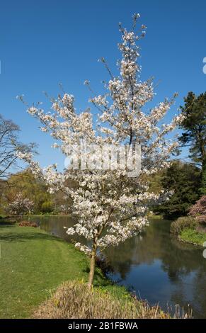Spring Blossom de la Grande Cerise blanche (Prunus 'Tai-haku') sur le bord d'un lac dans un jardin dans le Devon rural, Angleterre, Royaume-Uni Banque D'Images