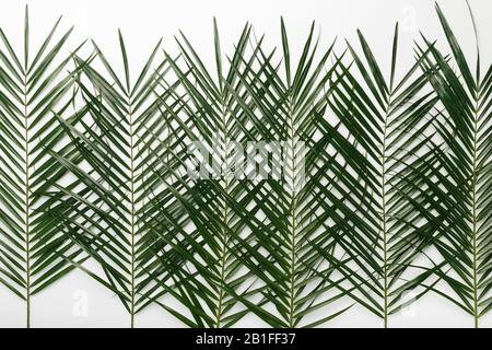 Motif transparent de feuilles de monstère naturelles vertes Banque D'Images